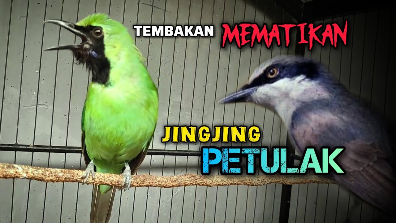 🔴 TEMBAKAN MEMATIKAN‼️CUCAK IJO GACOR JAMTROK ISIAN JINGJING PETULAK