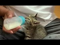 【保護4日目】保護した子猫ちゃんはミルクを美味しそうに飲んでくれました。The protected kitten drunk milk deliciously.