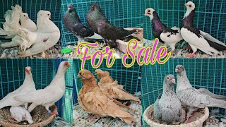 Top quality ke fancy kabootar for sale in Meerut. Dr Imran khan. 8445344040