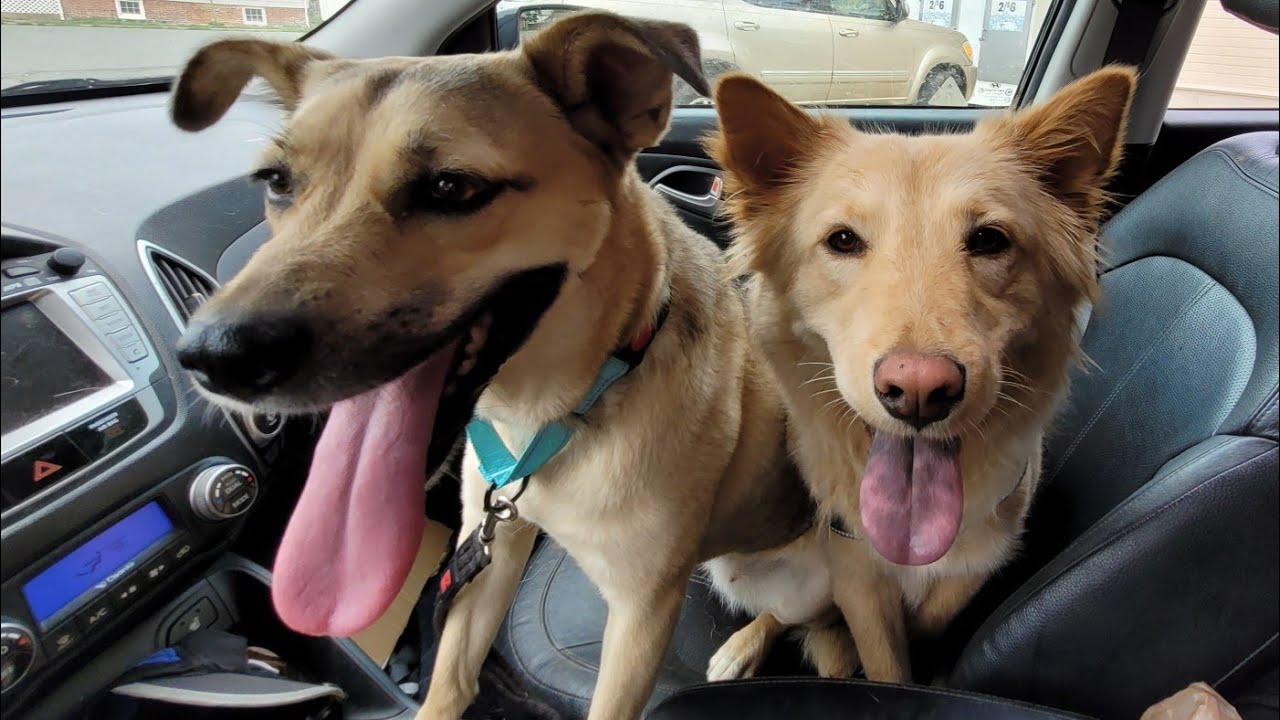 tractor supply allow dogs