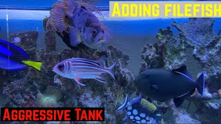 Adding Aiptasia eating filefish to Aggressive Tank