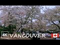 [4K] Vancouver Canada City Walk: Magnolia Magic 🌸 | BC Canada | Cypress Street | W 5th&amp;12th Ave