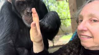 Chimpanzee Grooming on Hammock with Crickets