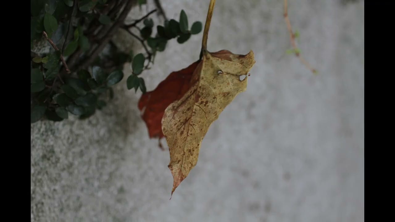 My Canon Album: EOS 7D August 31, 2025