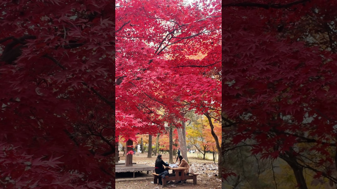 Fall Colors That Look Like a Painting 🎨🍁