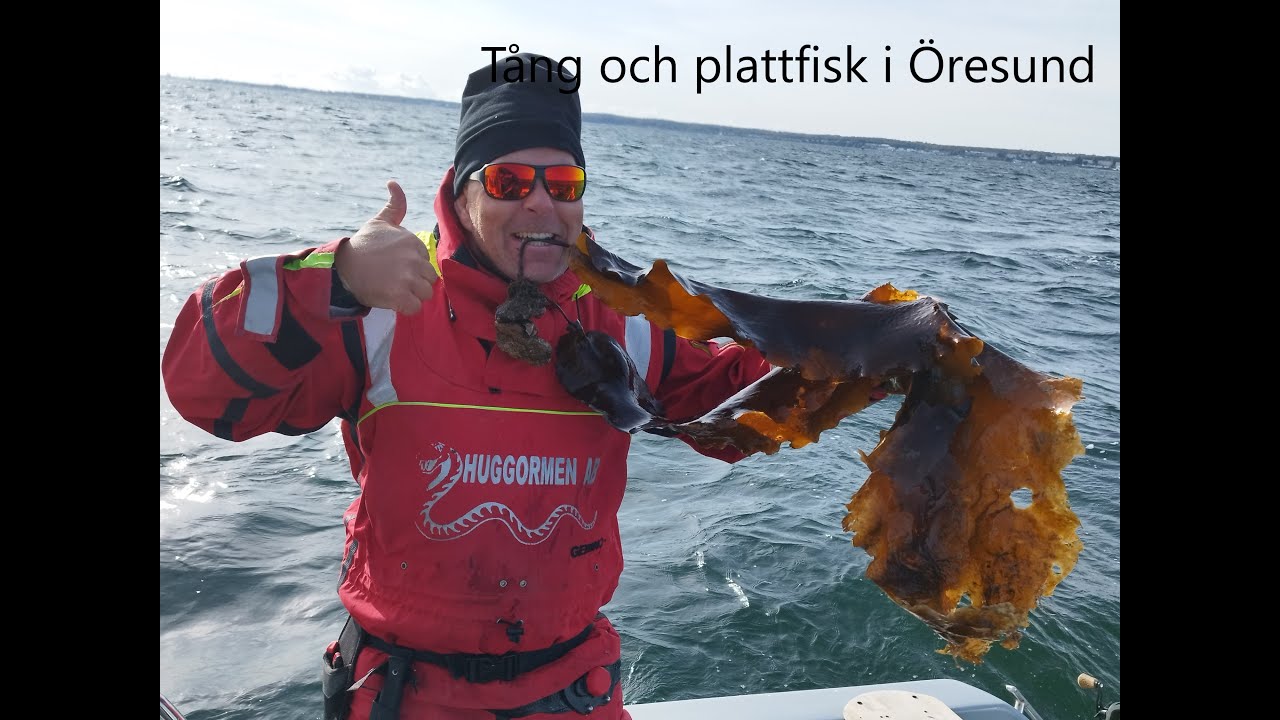Tång och plattfisk i Öresund
