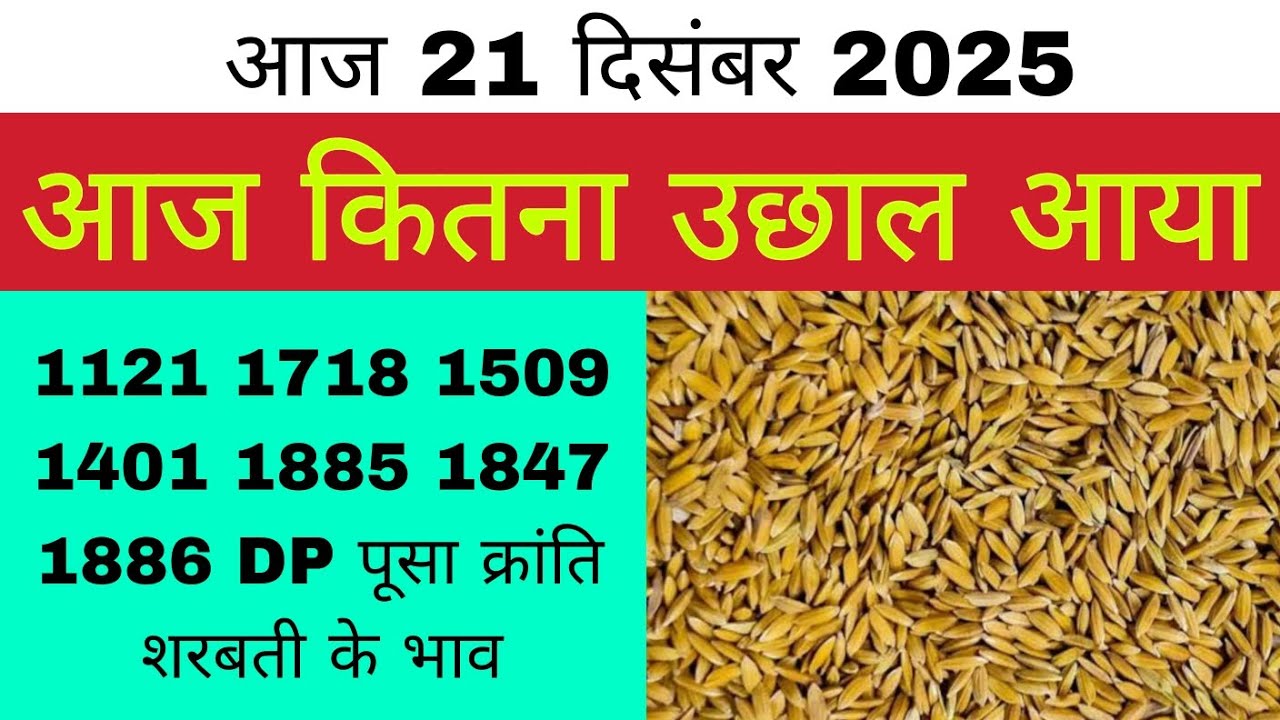धान का भाव आज 🔴21 दिसंबर 2025 | 1509,1121, बासमती | Dhaan Rate Today | Agri Commodity Price