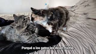 Porque a los gatos les dicen michis by Mundo Gato 231 views 10 months ago 45 seconds