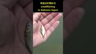 タナゴ仕掛けで小鮒釣り #釣り #fishing #mancing #मछली पकड़ने