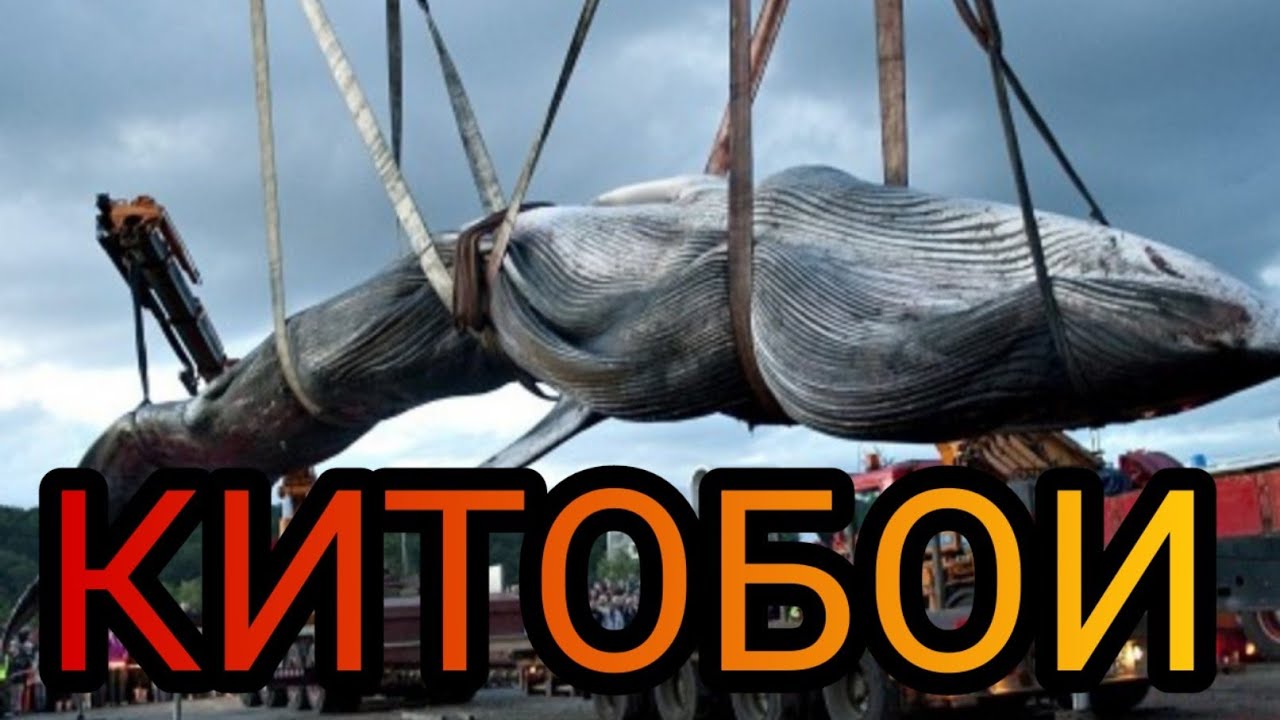 Фильм КИТОБОИ! ИНТЕРЕСНОЕ КИНО! - YouTube