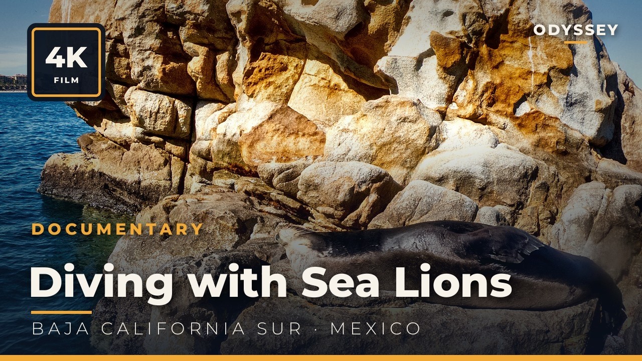 Espiritu Santo Island, Diving | Seals Baja California Sur Mexico México Travel Nature Underwater