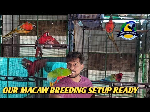 OUR NEW MACAW BREEDING CAGE IS FINALL READY AND WE INTRODUDED THE ...