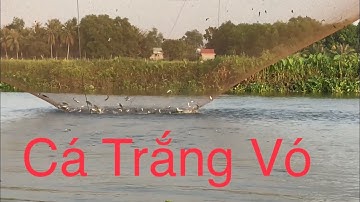 nước thải vó cá trúng cá rô phi nủa vỏ lải | nhạc sống 8 tới