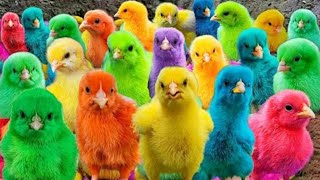 Colorful Chickens, Cute Chickens of the World, Colorful Feathers, Cute Animals Rabbits 🐤