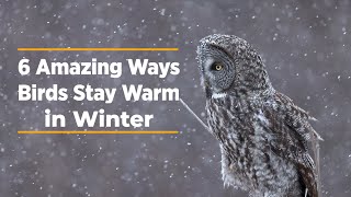 6 Amazing Ways Birds Stay Warm in Winter