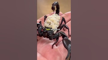 Scorpions: The Ultimate Survivors! #animals #facts #scorpion 