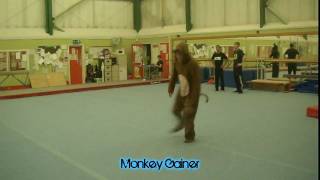 Monkey doing a Cheat Gainer!