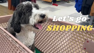 Dog’s First Shopping Trip… Only Lasted 10 Minutes by Cosmo the Mini Sheepadoodle 602 views 5 months ago 2 minutes, 22 seconds