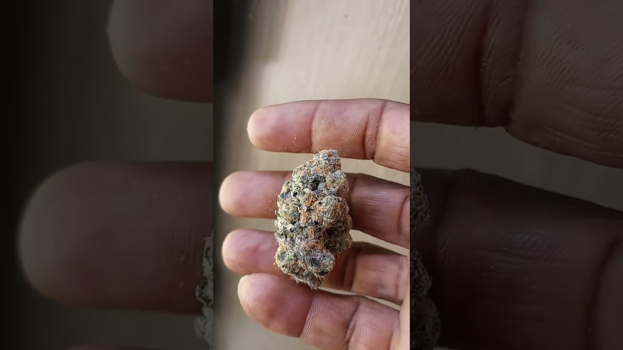 Candyland Cannabis strain review