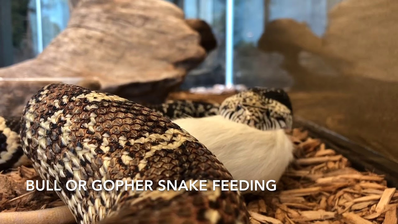 camera iphone 8 plus apk Gopher Snake eating a rat