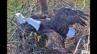 10-24-22 SWFL Bald eagles; pine branch argument between Harriet and M15.