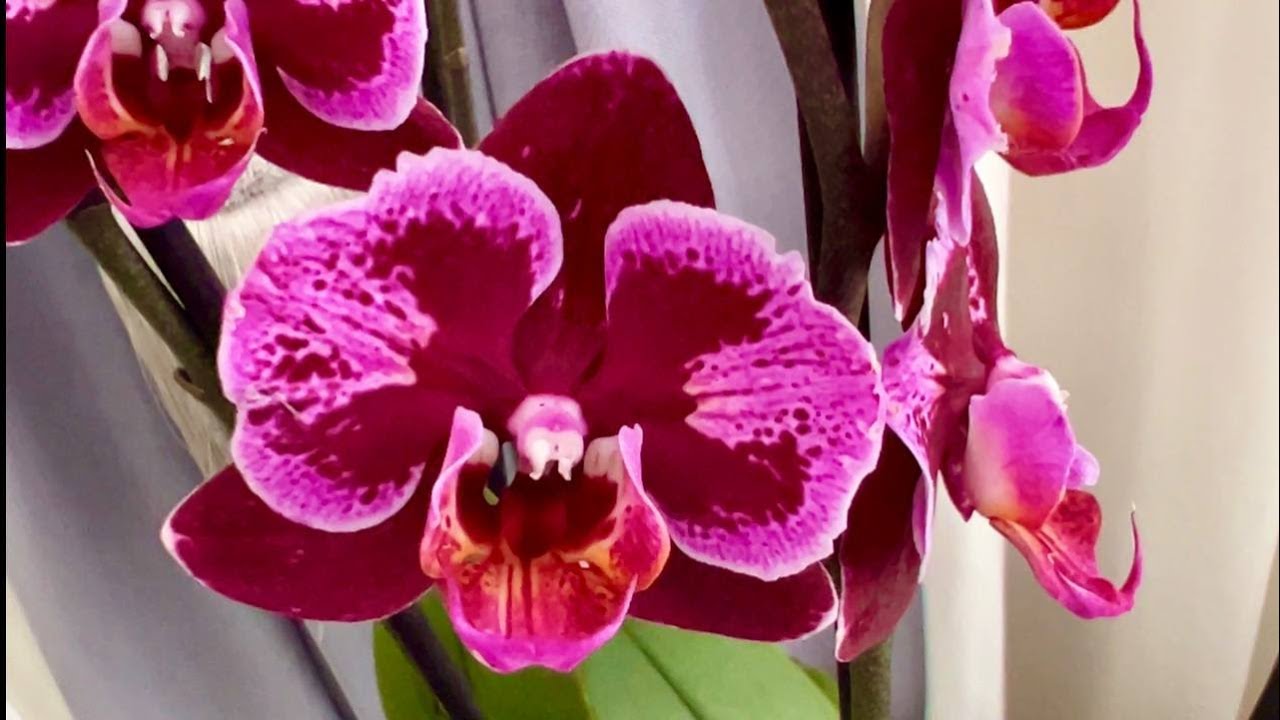 Обзор нереальных орхидей. Монпелье, Лас Вегас, Альбуйфейра, Беби Динамит, Корнелия ...