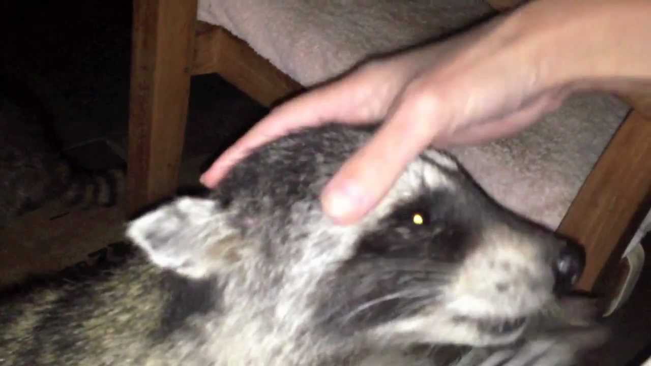 petting a tame wild raccoon part 1 youtube raccoon age chart