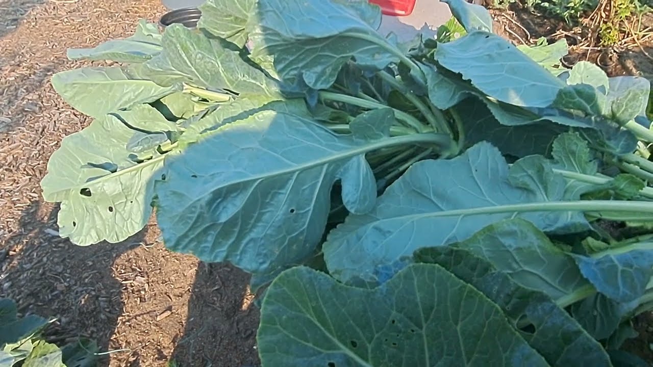 Листовая капуста созревает: пора собирать урожай!