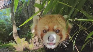 Species in trouble Oregon Zoo welcomes second red panda as part of conservation effort