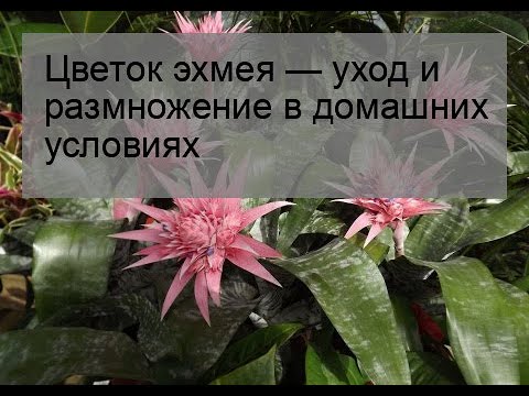 Бейне: Эхмея жолақты (25 фото): үйде күтім жасау, «Примера» сортының көбеюі мен гүлденуі