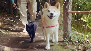 ご機嫌パトロール　Cat and Dog on Patrol