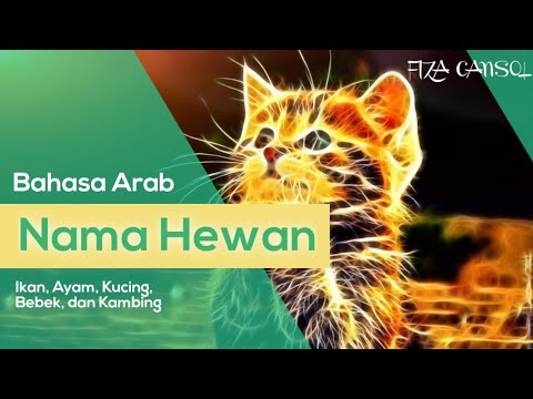 Kucing dalam bahasa arab