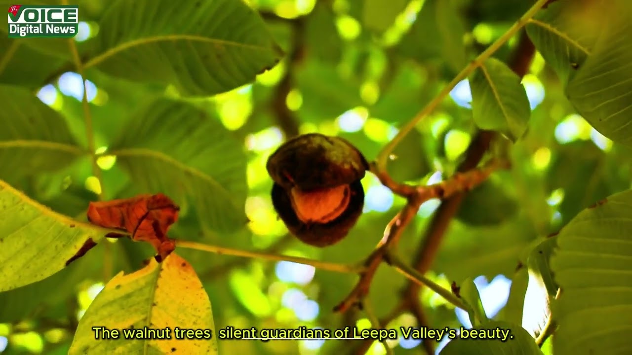 The Natural Beauty of Leepa Valley | Apple & Walnut Trees, Green Chili Plants & Mountain Serenity
