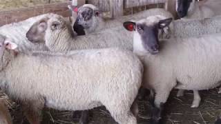 Sheep Care: Hoof Trimming