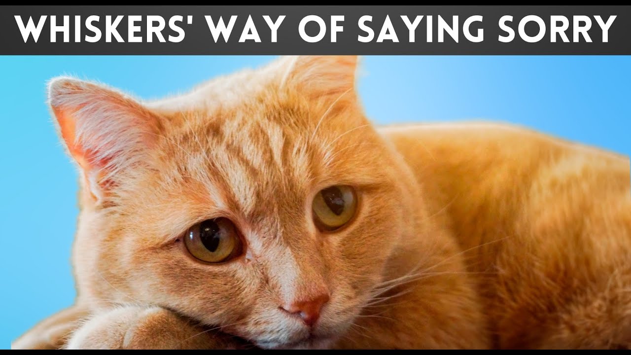 Cat Apologies Explained: Understanding Their Mysterious Ways