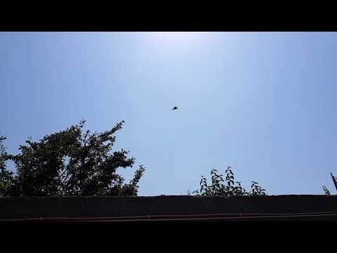 ყვავის ჩხავილი ნელი კადრით, საშინელი ხმა აქ :) Scary crows voice in slow motion