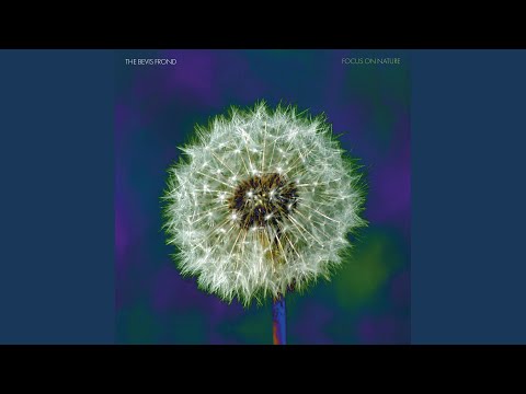The Bevis Frond — Brocadine