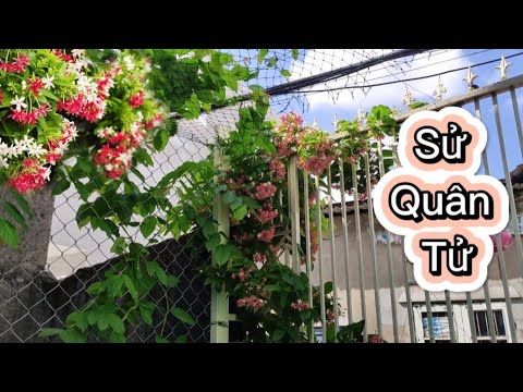 Video Dàn Hoa Sử Quân Tử Đẹp Và Đơn Giản - youtube