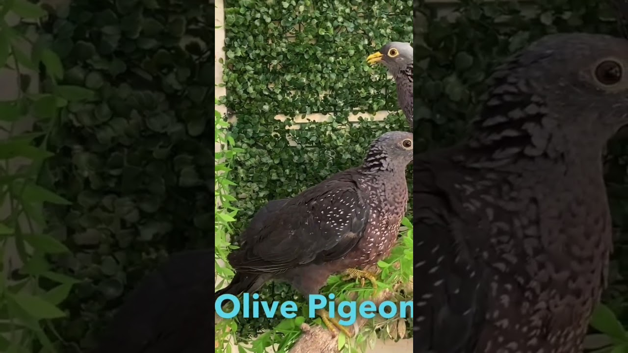 African olive pigeon