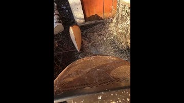 Birch stem felling FAIL and smacks the wall Husqvarna 372 #shorts #chainsaw #treeremoval