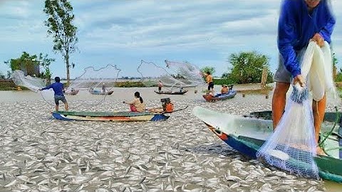 Mỗi Nhát Chày Là Tiền! Cá Lăng Cá Chạch