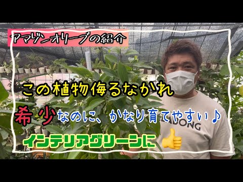 希少]アマゾンオリーブ・インテリアに最適な植物 - YouTube