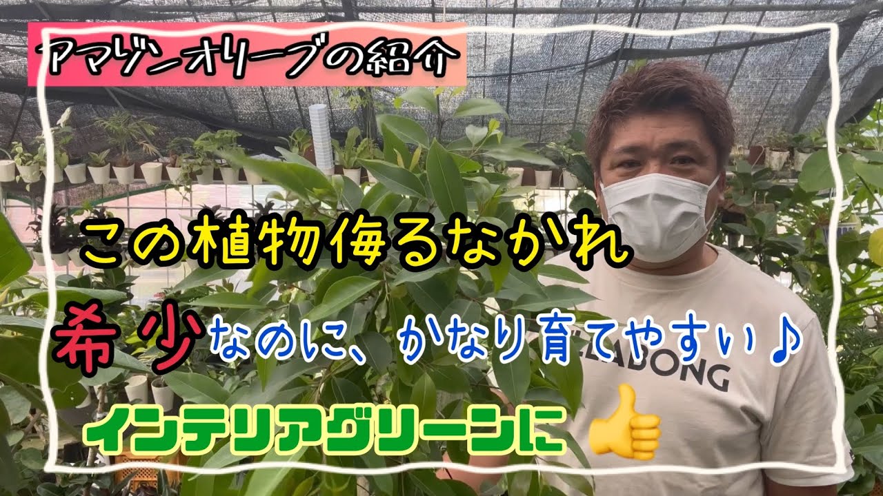 希少]アマゾンオリーブ・インテリアに最適な植物 - YouTube