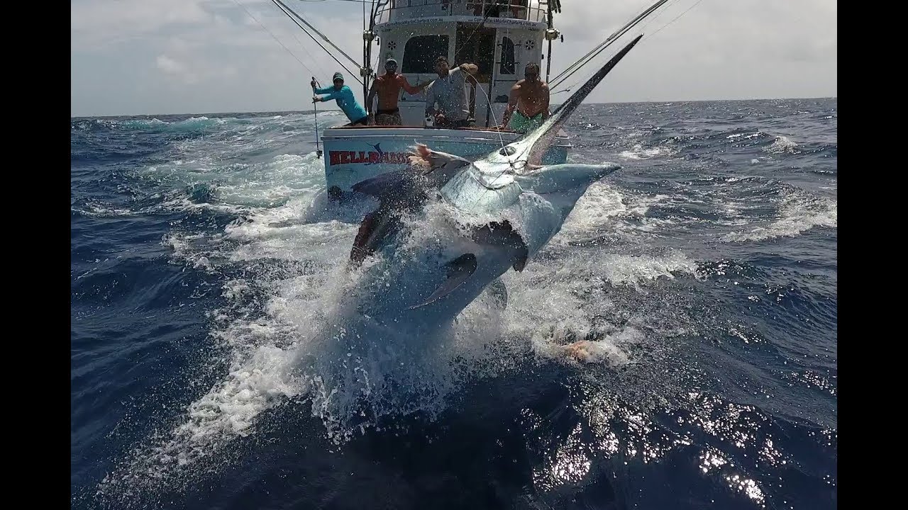 cairns black marlin fishing