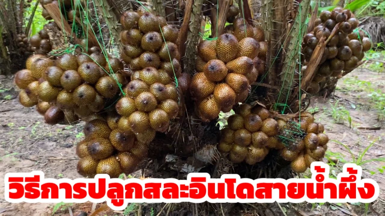 วิธีการปลูกสละอินโดสายน้ำผึ้ง จากป้าลอง เจ้าของสวน ผู้ที่มีประสบการณ์ปลูกมาเป็นเวลา 22 ปี