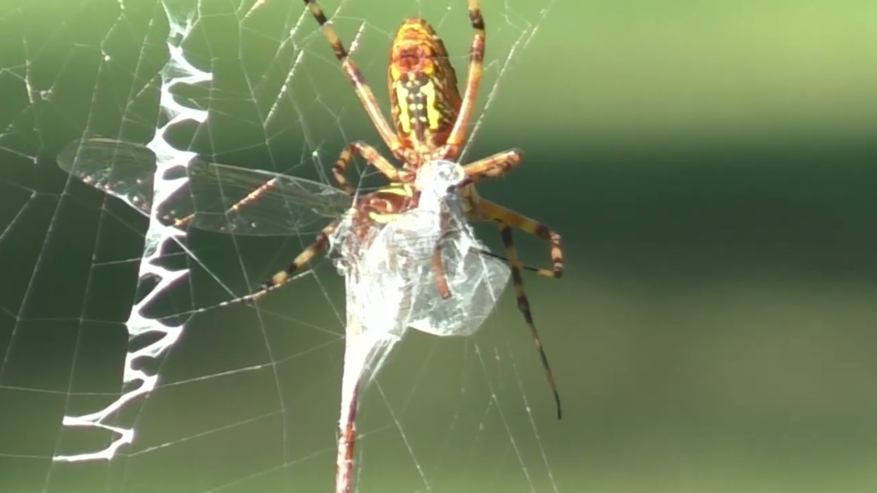Orb-weaver spider wrapping up a big dragonfly into a cocoon in The Villages, Florida