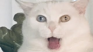 Right but My Cat