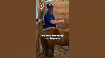 Intro To Foal Training! Part 6!  | The Horse Guru - Michael Gascon