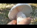 Mantar Avı | Doğada ki Canlılar | Nature