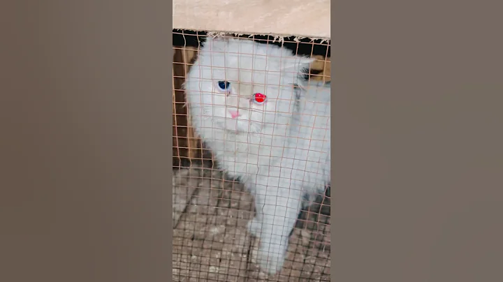 Video 7357281: persian cat rescue, persian cat domestic, pets